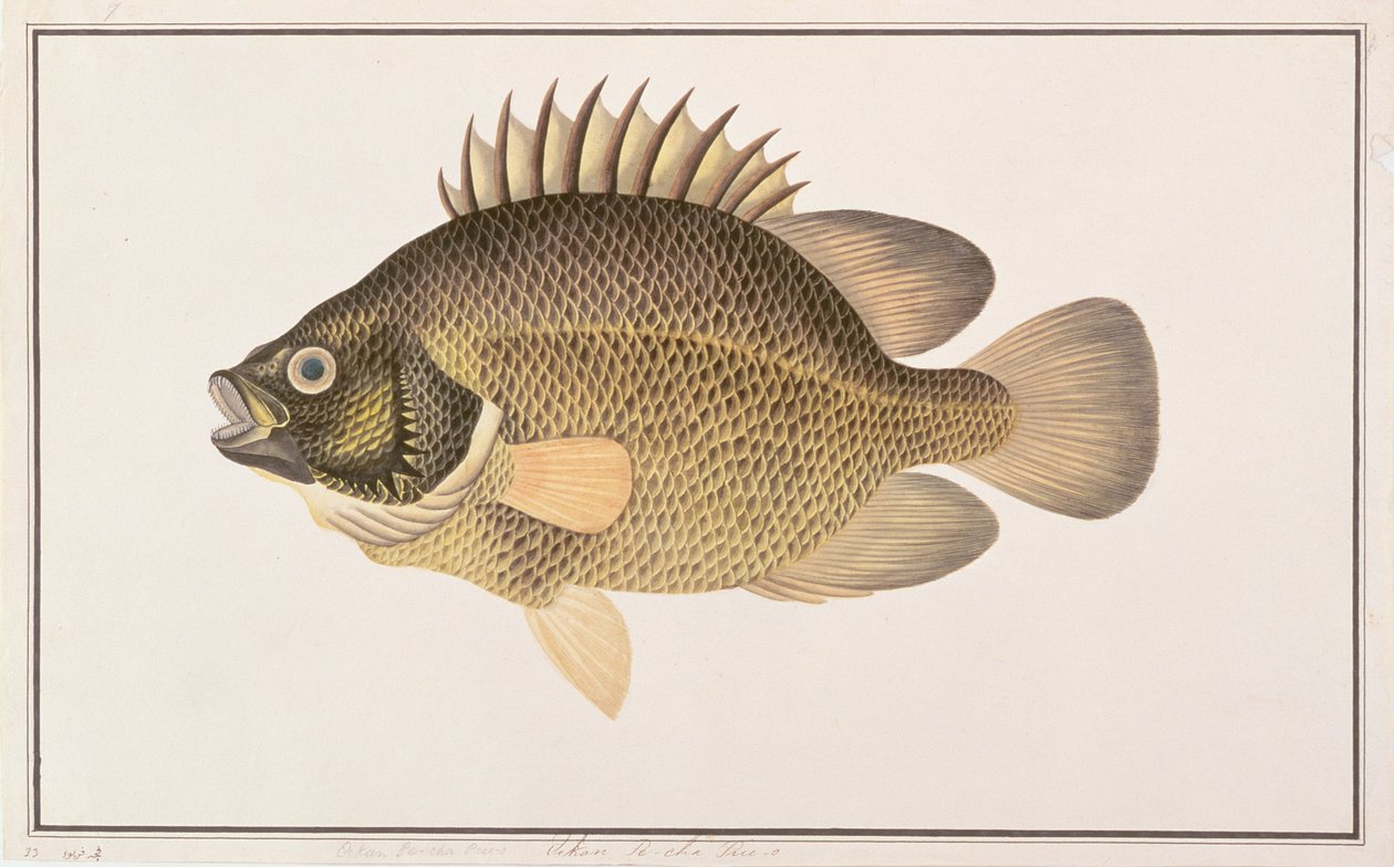 Tripletail, fra Drawings of Fishes from Malacca, ca. 1805-18 (wc på papir) av Chinese School
