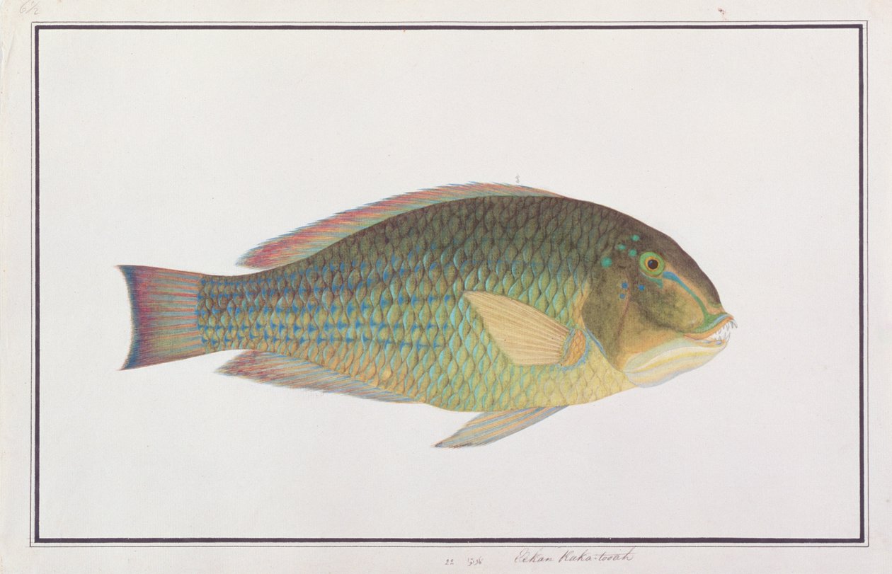Tuskfish, fra Drawings of Fishes from Malacca, ca. 1805-18 (wc på papir) av Chinese School