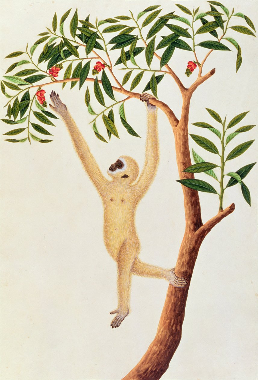 White Long Armed Ape, Ongka Pootre, fra tegninger av dyr, insekter og reptiler fra Malacca, ca. 1805-18 (wc og gouache på papir) av Chinese School