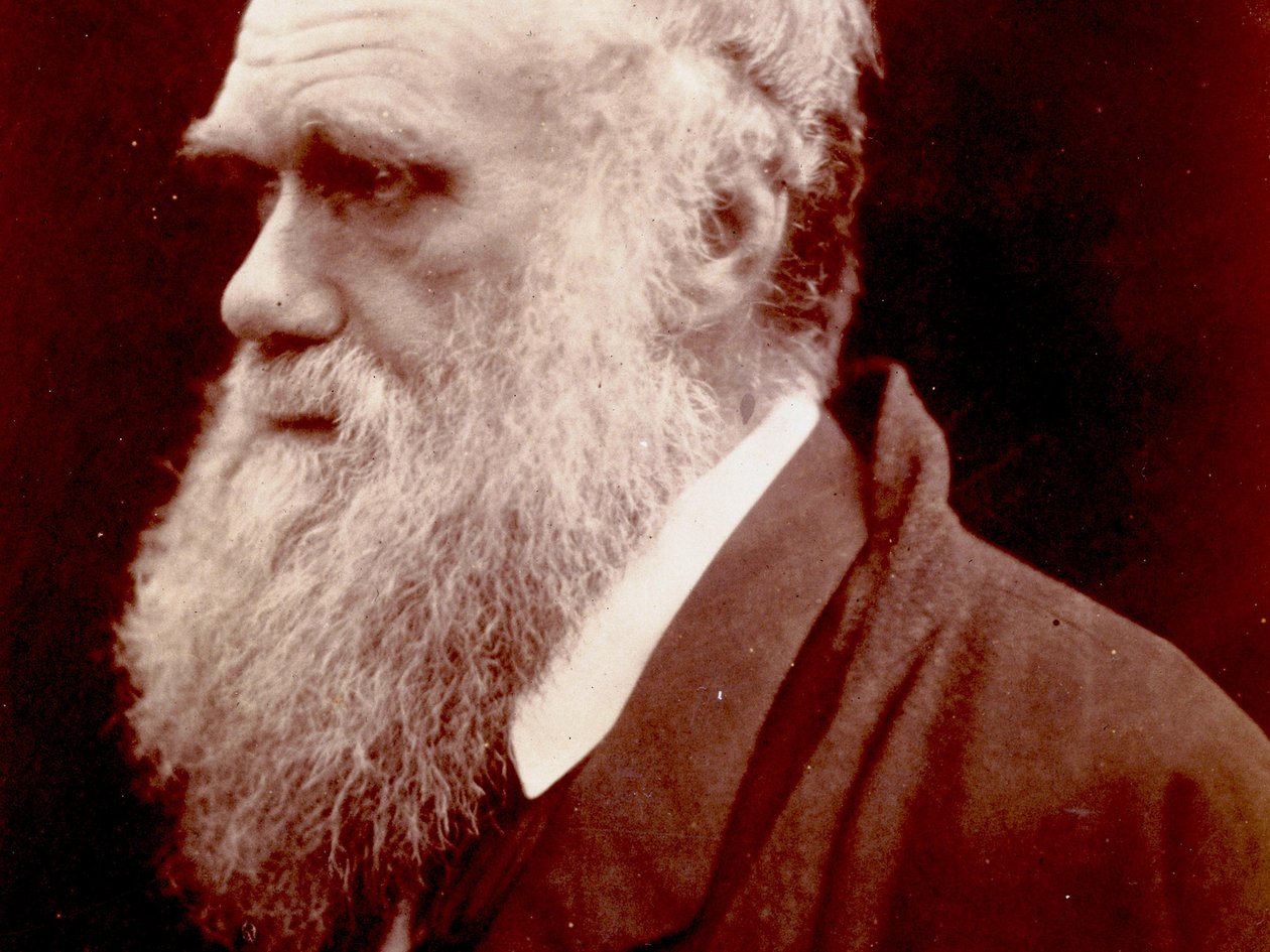 Portrett av Charles Darwin, 1859 av English Photographer