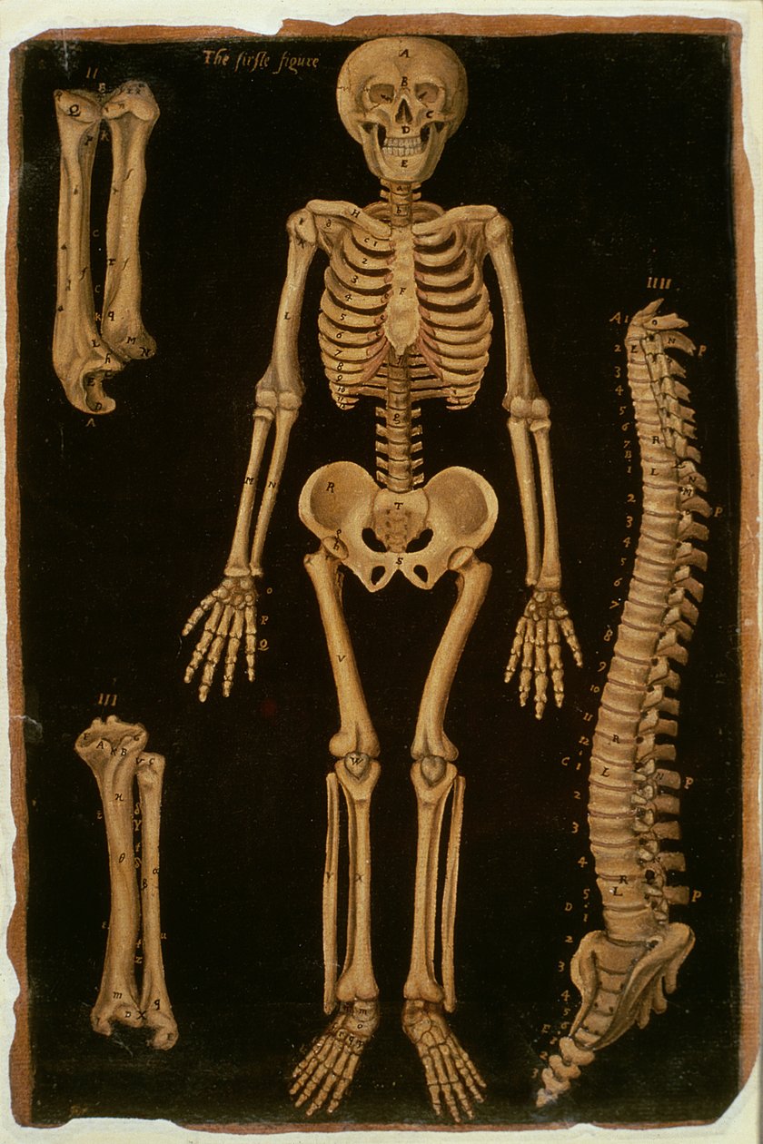 Hunter 364 Table II Dissection, from Anatomical Tables, av John Banister (1540-1610) (olje på brunt papir) av English School