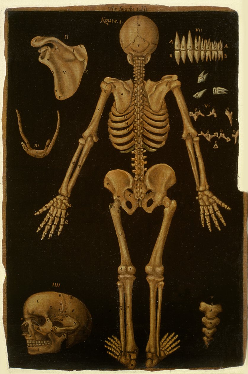 Hunter 364 tabell IV, fra Anatomical Tables, av John Banister (1540-1610) (olje på brunt papir) av English School
