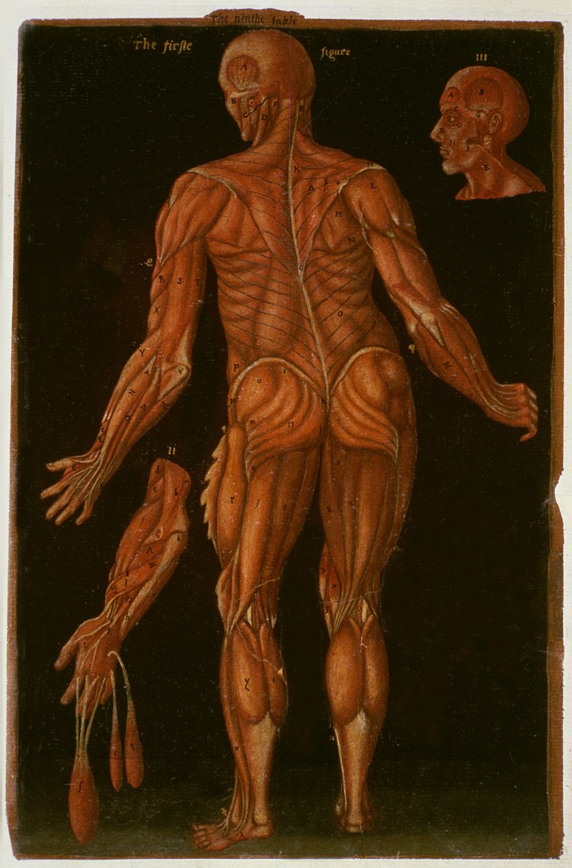 Ms Hunter 364 Tabell VIII Dissection, ca.1170, fra Anatomical Tables, av John Banister (1540-1610) (olje på brunt papir) av English School