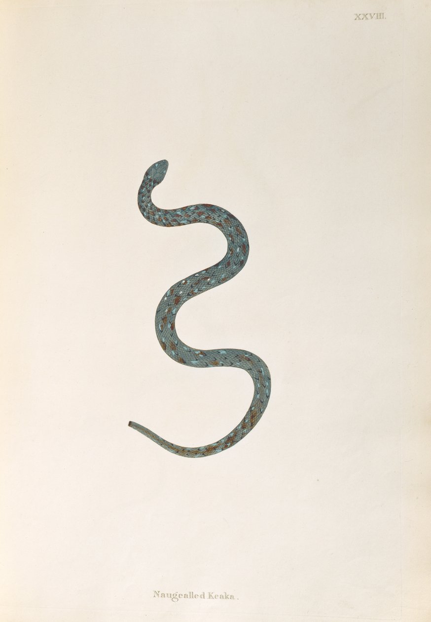 Naugealled Keaka Snake fra An Account of Indian Serpents samlet fra Coromandel-kysten av Patrick Russell, London, 1796 av English School