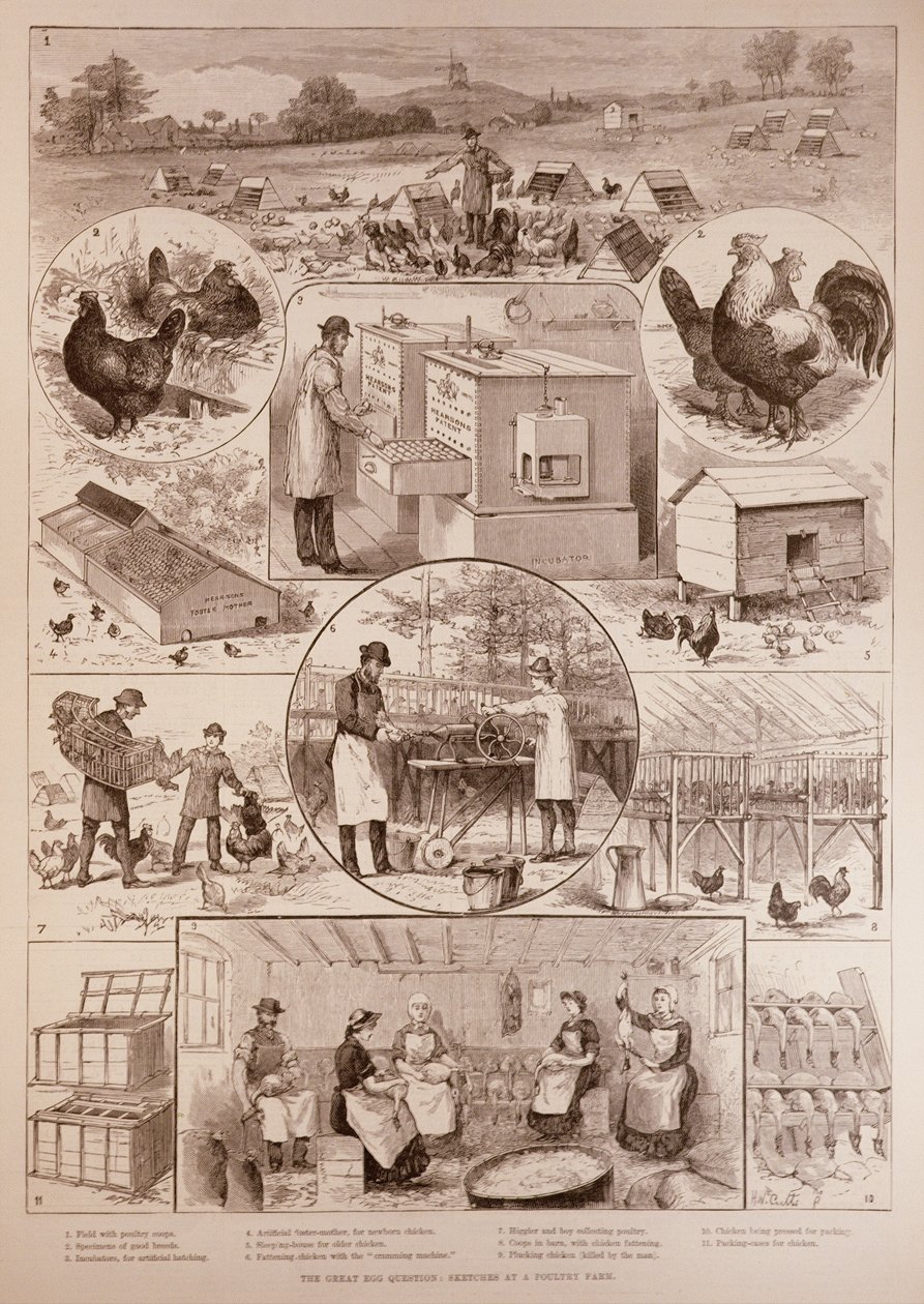 The Great Egg Question: Skisser på en Poultry Farm, fra The Illustrated London News, 2. april 1887 av English School