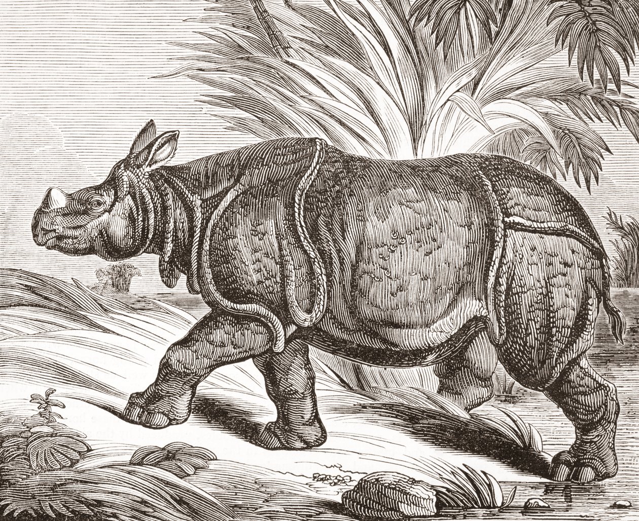 Det indiske neshornet, eller større etthornet neshorn, fra The Penny Magazine, publisert 1834 av English School