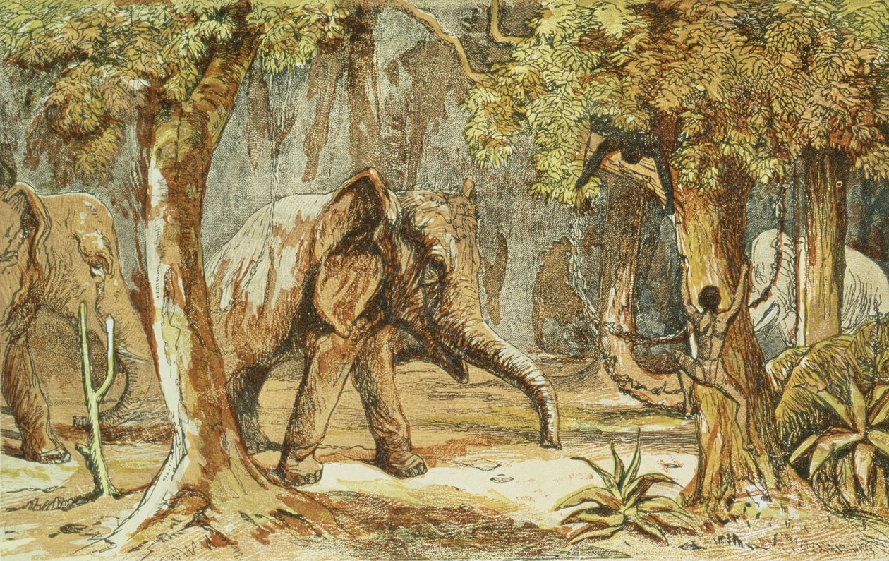 Treed by Elephants, illustrasjon fra Sporting Scenes Amongst the Kaffirs of South Africa av W. Drayson, 1855 av English School