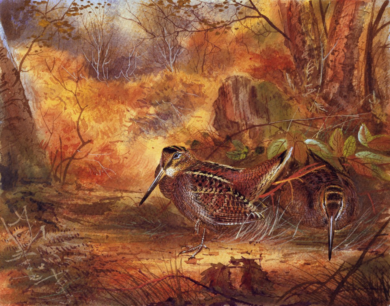 Woodcocks, ca. 1890 (wc på papir) av English School