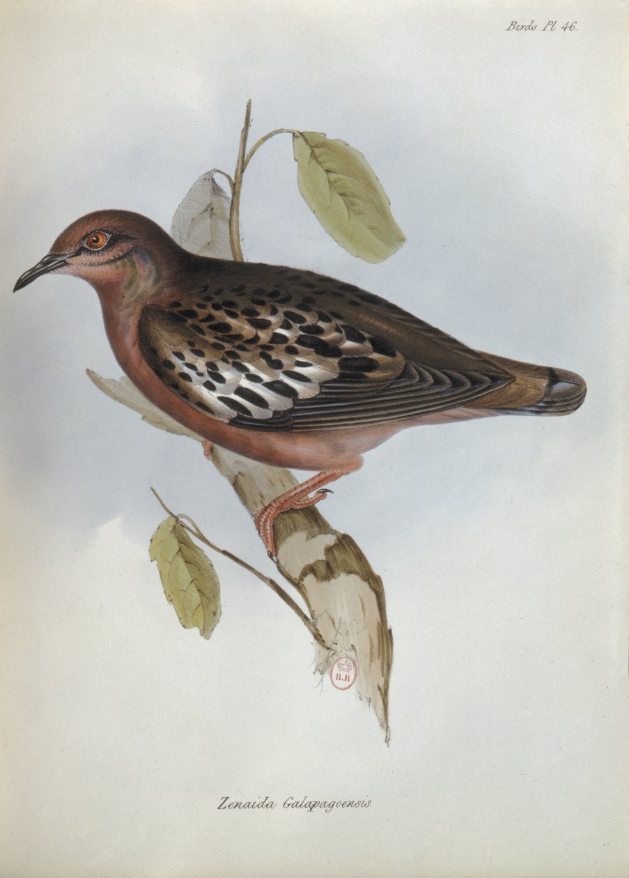 Zenaida Galapagoensis, illustrasjon fra The Zoology of the Voyage of H.M.S. Beagle, 1832-36 av Charles Darwin (1809-92), 1840 av English School
