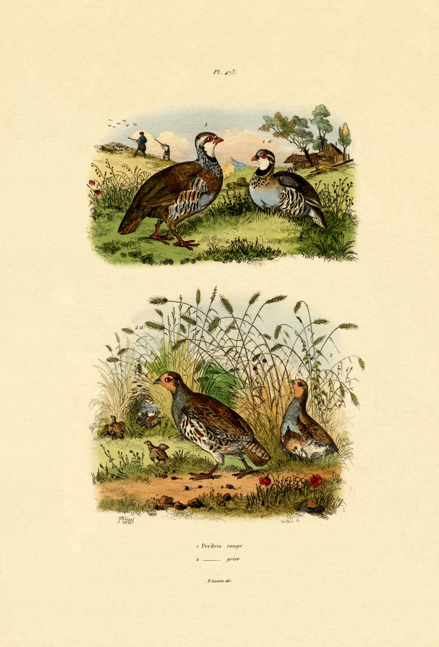 Grey Partridge, 1833-39 av French School