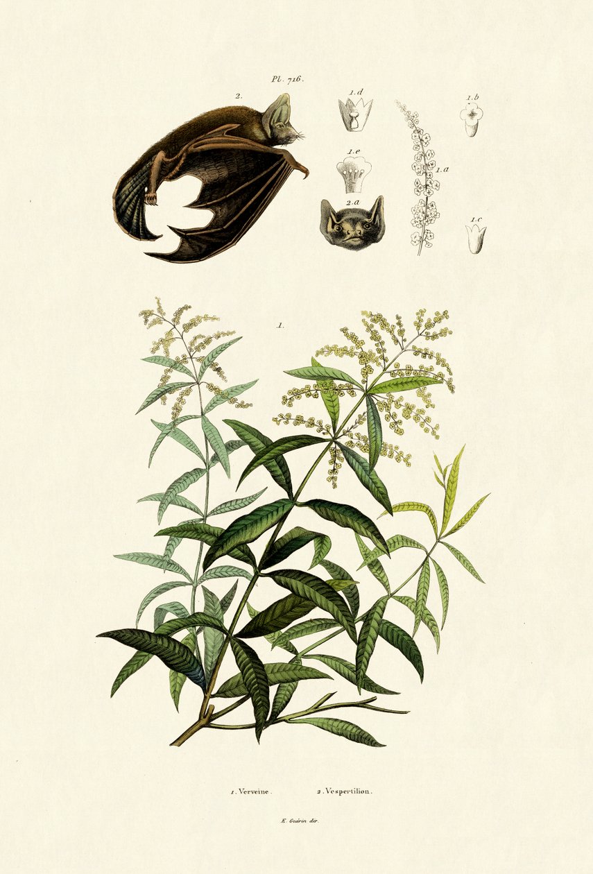 Sitrongress, 1833-39 av French School