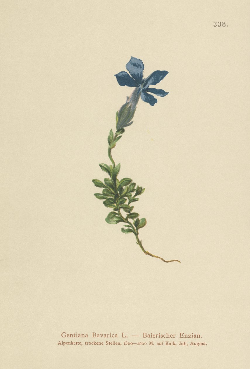 Bayersk Gentian (Gentiana Bavarica) av German School