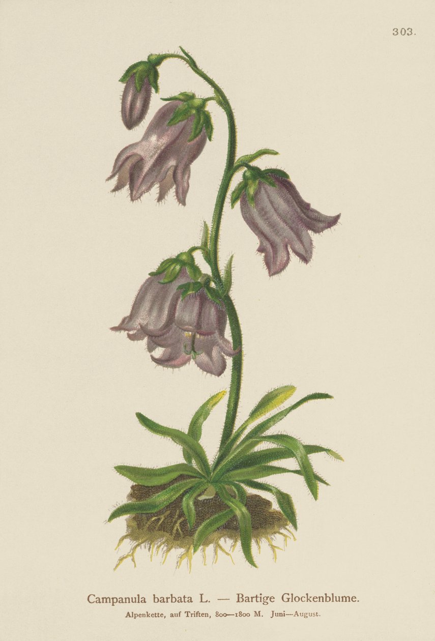 Skjeggklokke (Campanula barbata) av German School
