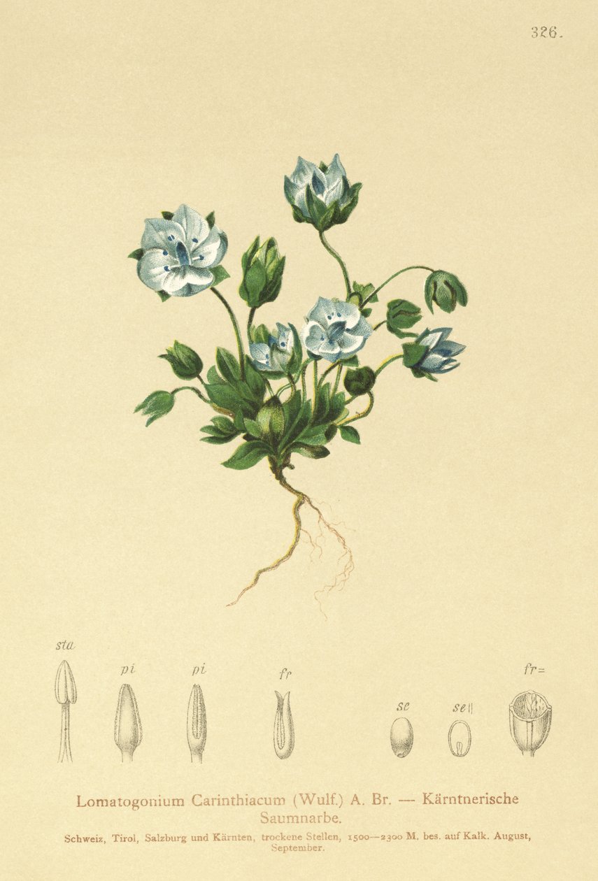 Blå filtort (Lomatogonium Carinthiacum) av German School