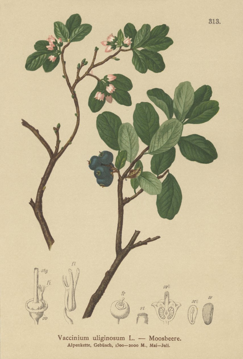 Myr blåbær (Vaccinium uliginosum) av German School