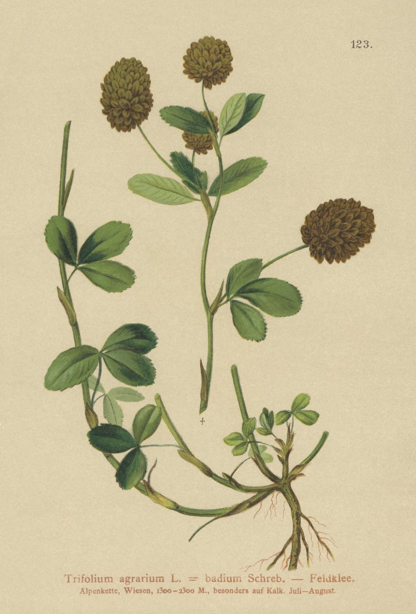 Brunkløver (Trifolium agrarium, Trifolium badium) av German School