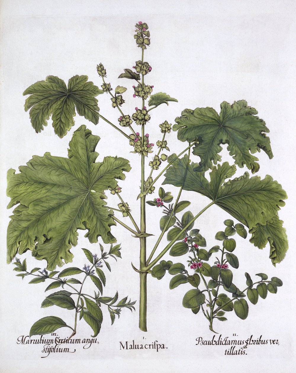 Curled Mallow, False Dittany, Cretan Horehound, fra Hortus Eystettensis, av Basil Besler (1561-1629), pub. 1613 (håndfarget gravering) av German School
