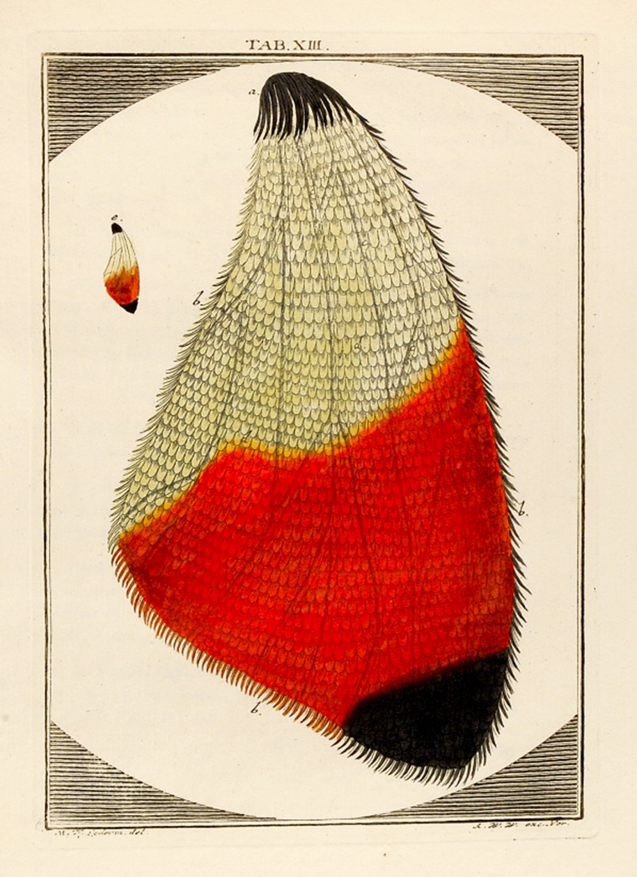 Diagram av en forstørret Moths Wing, 1768 av German School
