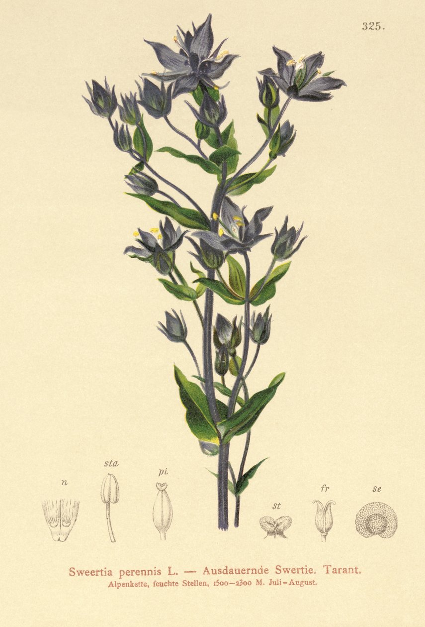 Felwort (Sweertia perennis) av German School