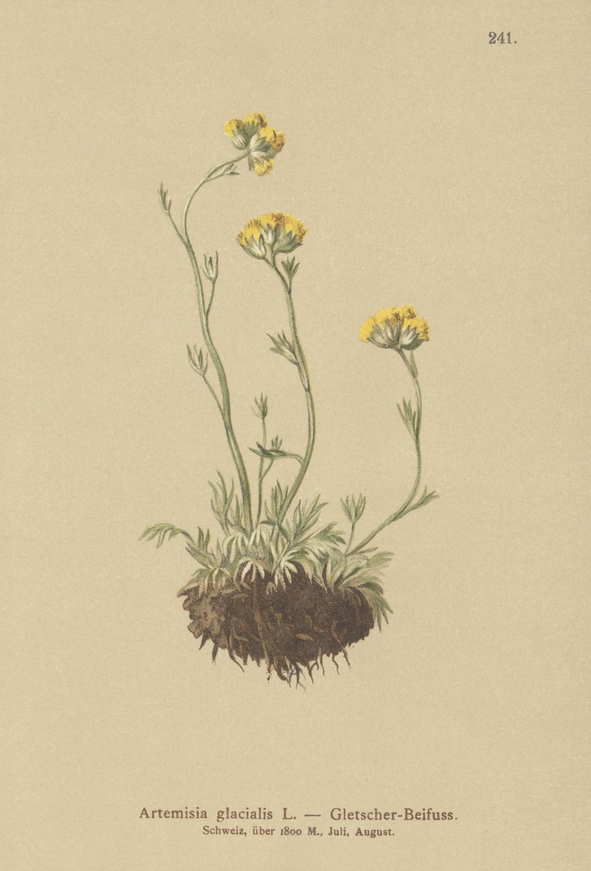 Isbremalurt (Artemisia glacialis) av German School