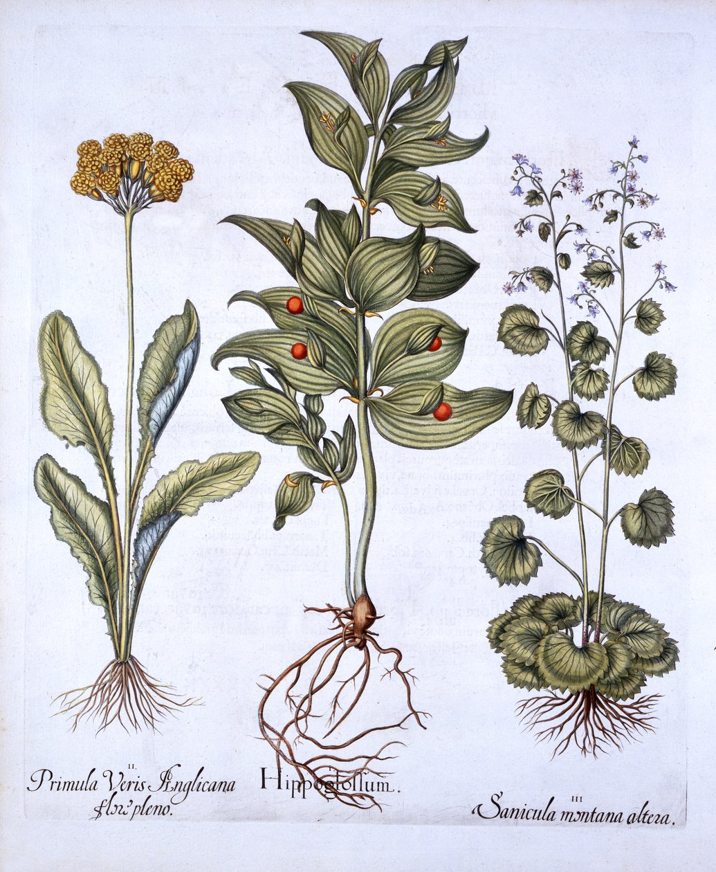 Hippoglossum, Cowslip og SanicleSnakeroot, fra Hortus Eystettensis, av Basil Besler (1561-1629), pub. 1613 (håndfarget gravering) av German School