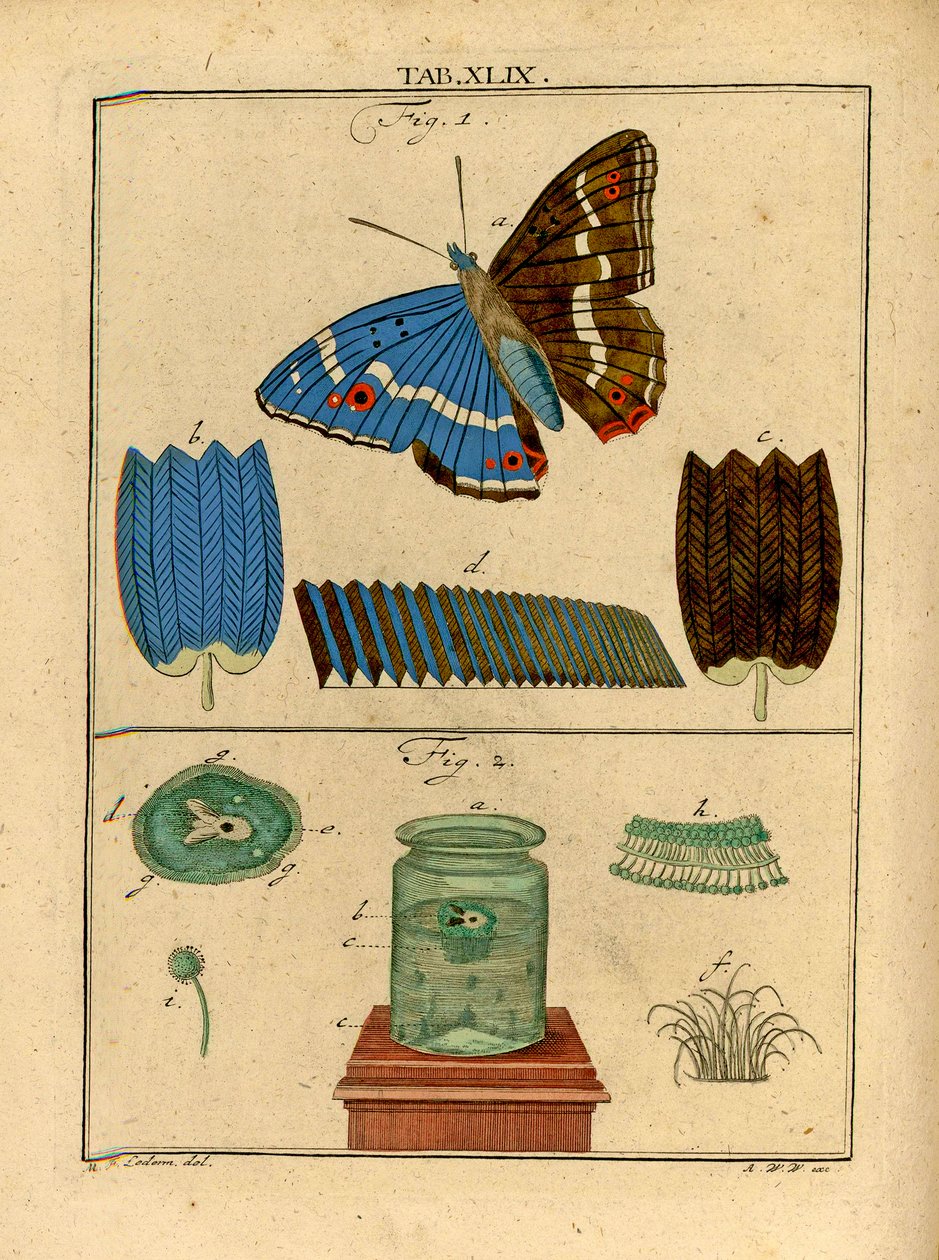 Illustrasjoner av mikroskopiske enkeltcelleorganismer og skjell fra en sommerfuglvinge ved bruk av et tidlig optisk mikroskop, 1768 av German School