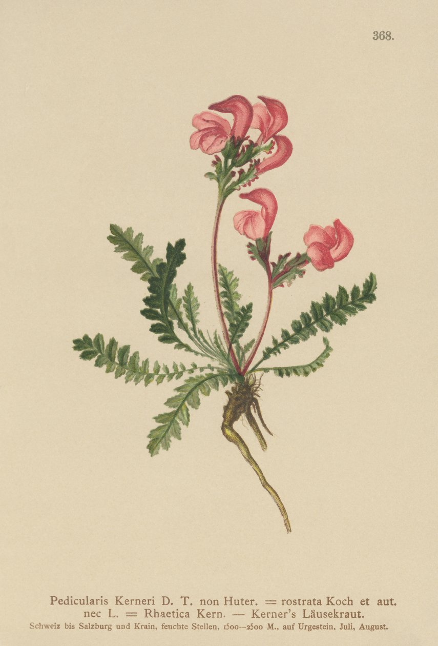 Kerners lusurt (Pedicularis Kerneri, Rhaetica Kerneri, Pedicularis rostrata, Pedicularis Rhaetica) av German School