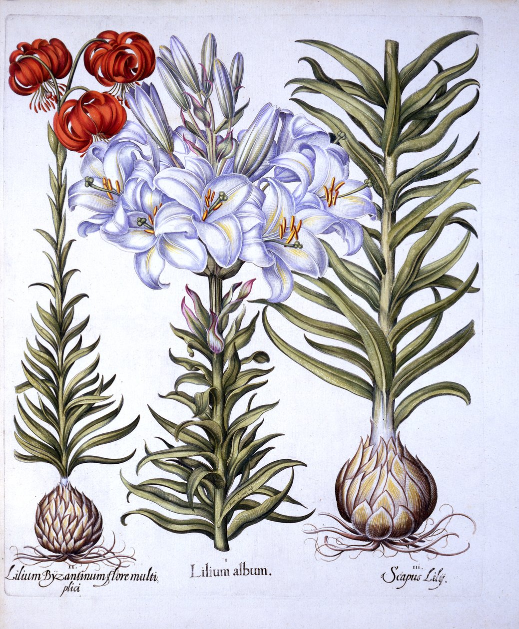 Madonna Lily and Bulb, Red Martagon of Constantinople, fra Hortus Eystettensis, av Basil Besler (1561-1629), pub. 1613 (håndfarget gravering) av German School