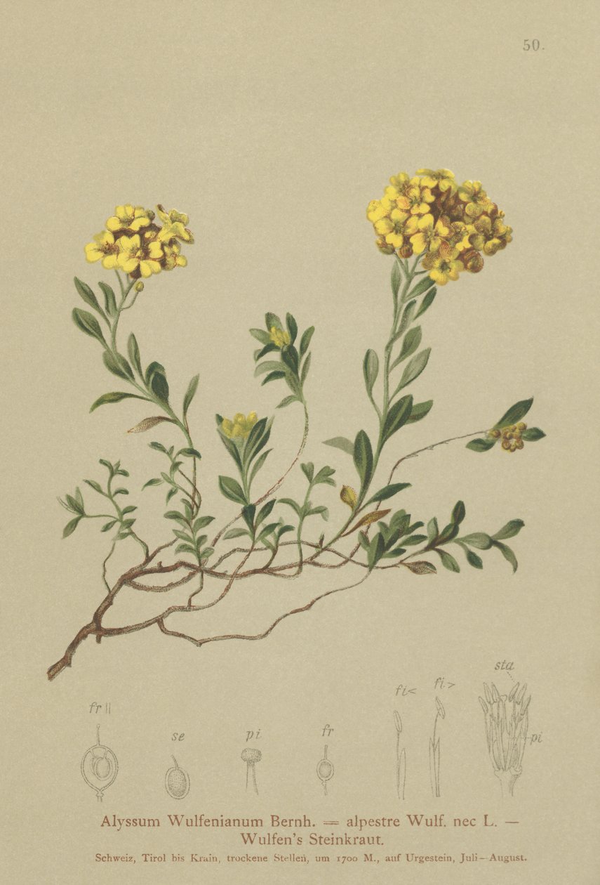Madwort (Alyssum Wulfenianum, Alyssum alpestre) av German School