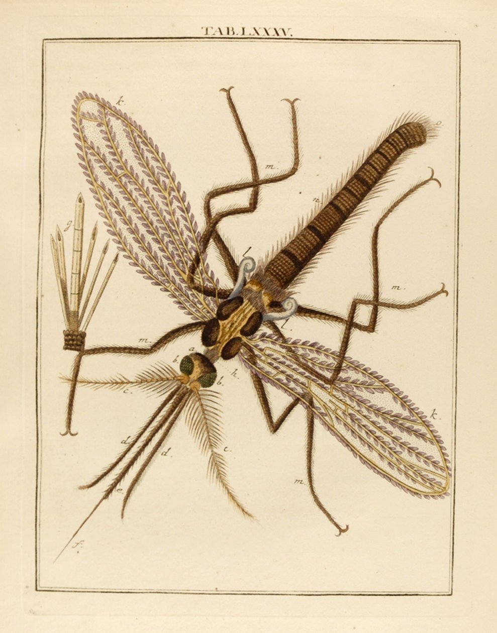 Magnified Mosquito, 1768 av German School