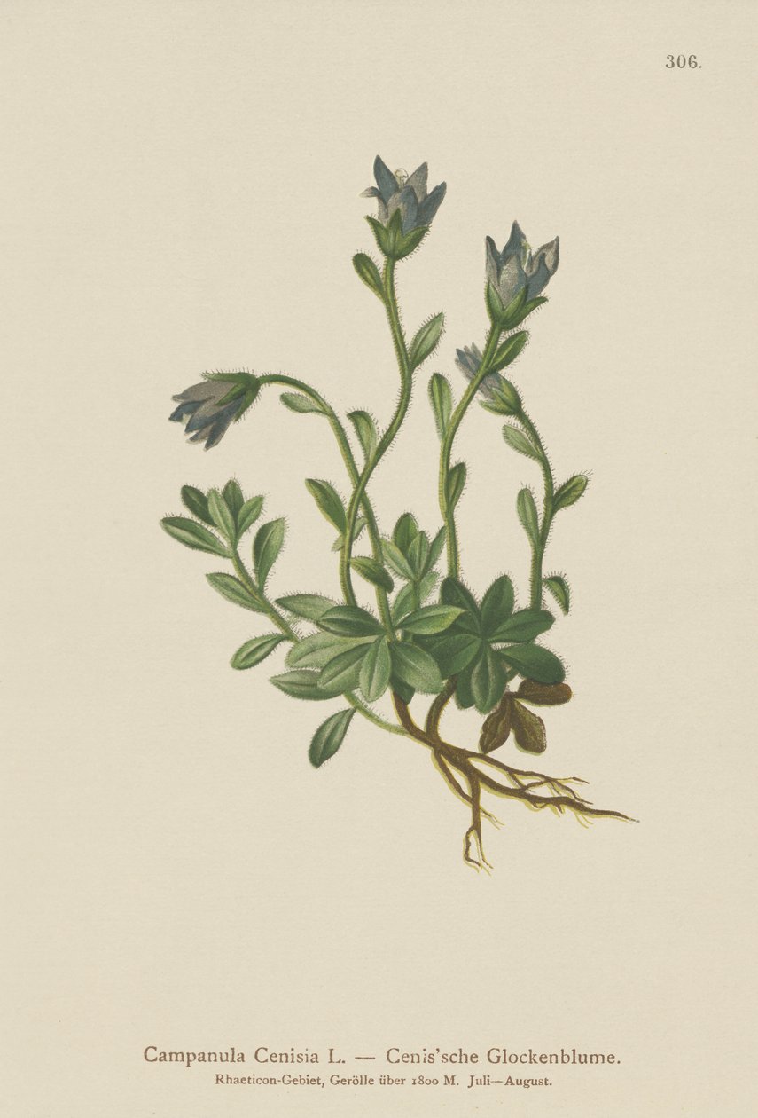 Mt. Cenis Bellflower (Campanula Cenisia) av German School