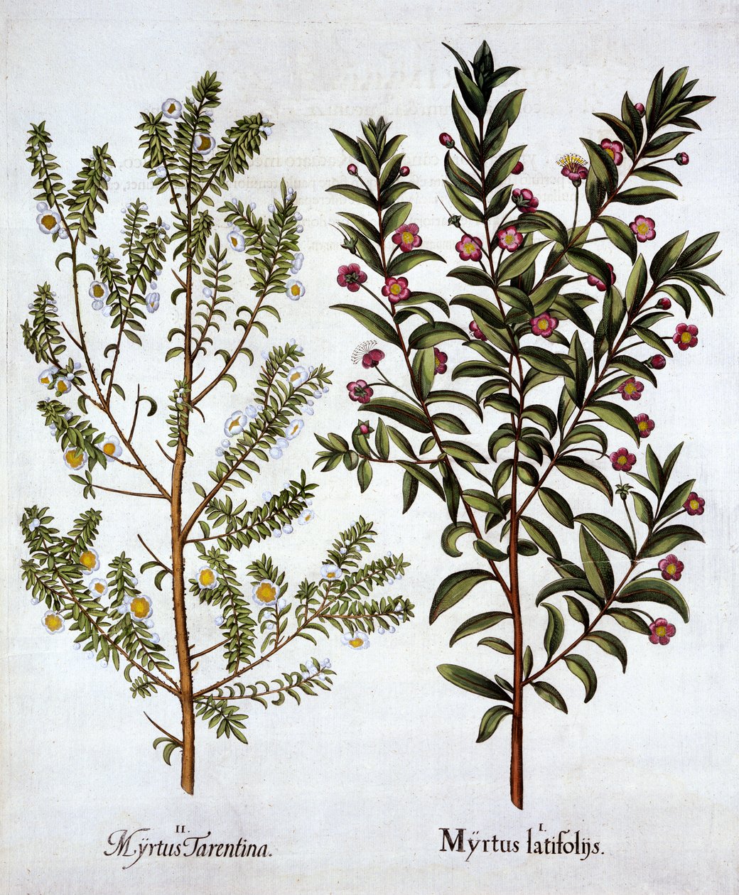 Myrtle Varieties, fra Hortus Eystettensis, av Basil Besler (1561-1629), pub. 1613 (håndfarget gravering) av German School