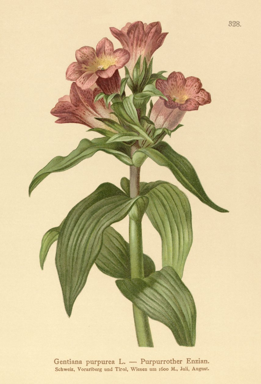 Lilla Gentian (Gentiana purpurea) av German School