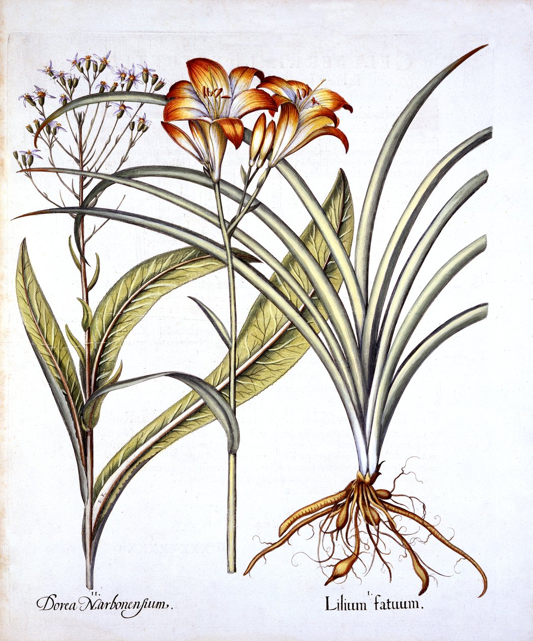 Red-Yellow Day Lily and Groundsel, fra Hortus Eystettensis, av Basil Besler (1561-1629), pub. 1613 (håndfarget gravering) av German School