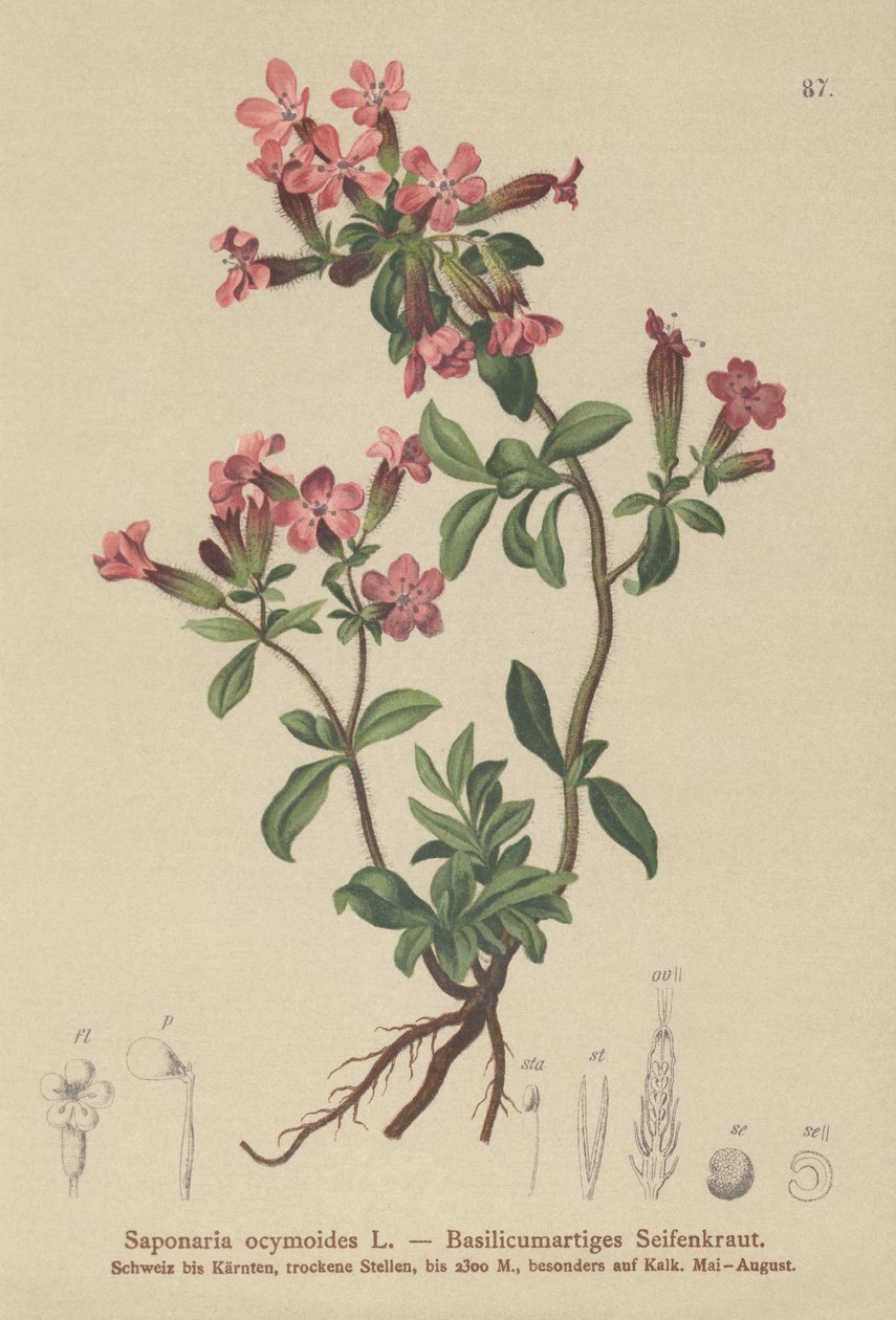 Steinsåpeurt (Saponaria ocymoides) av German School