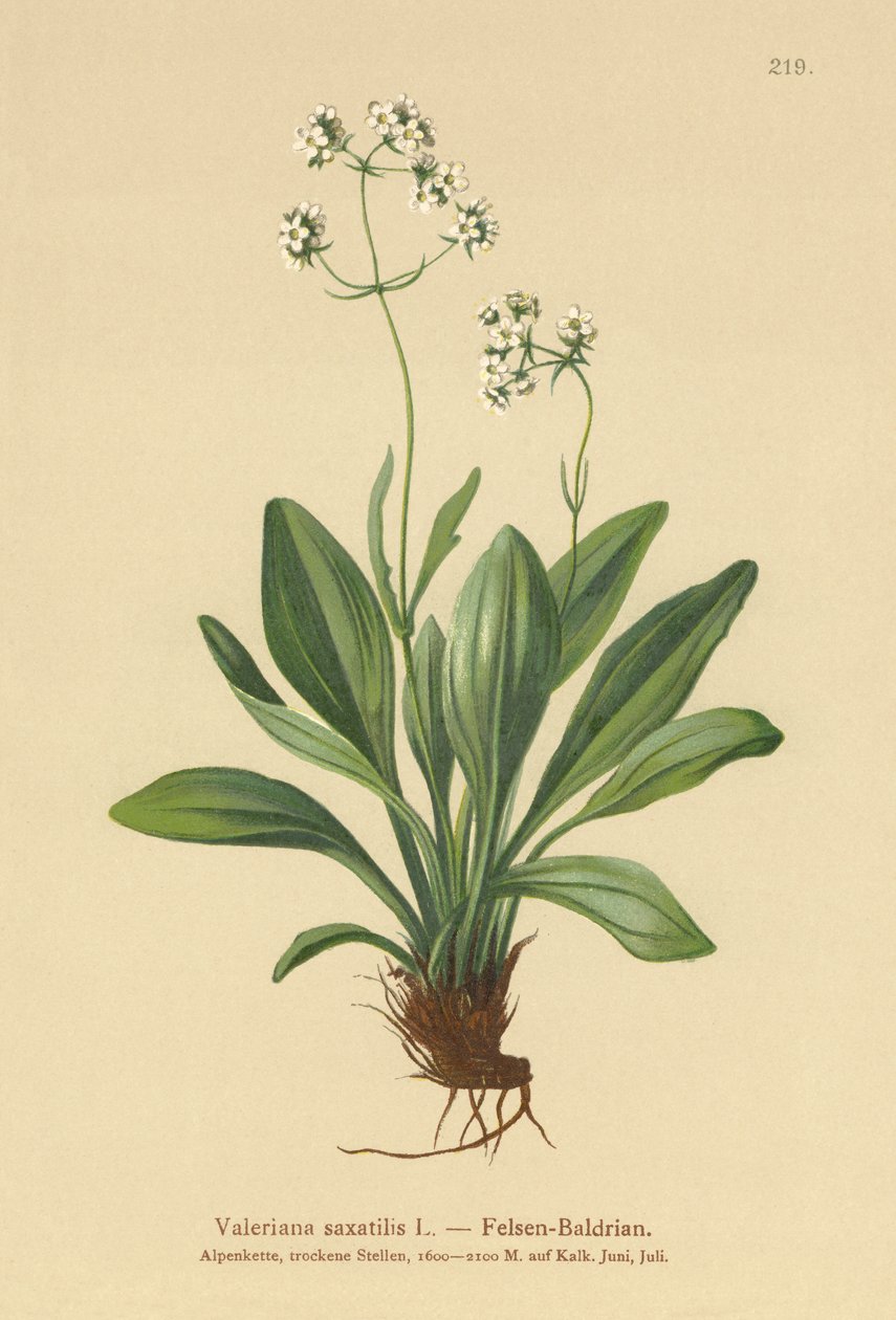 Rock Valerian (Valeriana saxatilis) av German School