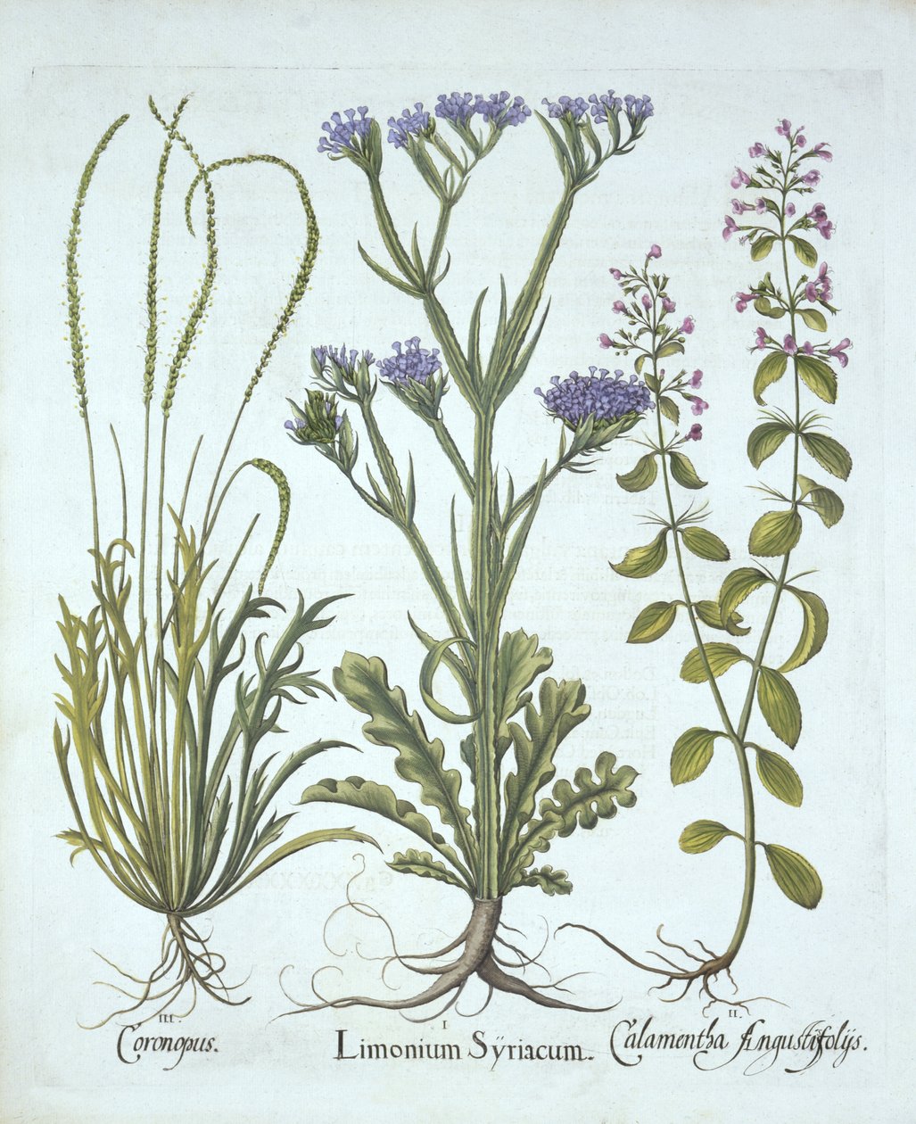 Sea Lavender, Swine Cress, Calamint, fra Hortus Eystettensis, av Basil Besler (1561-1629), pub. 1613 (håndfarget gravering) av German School