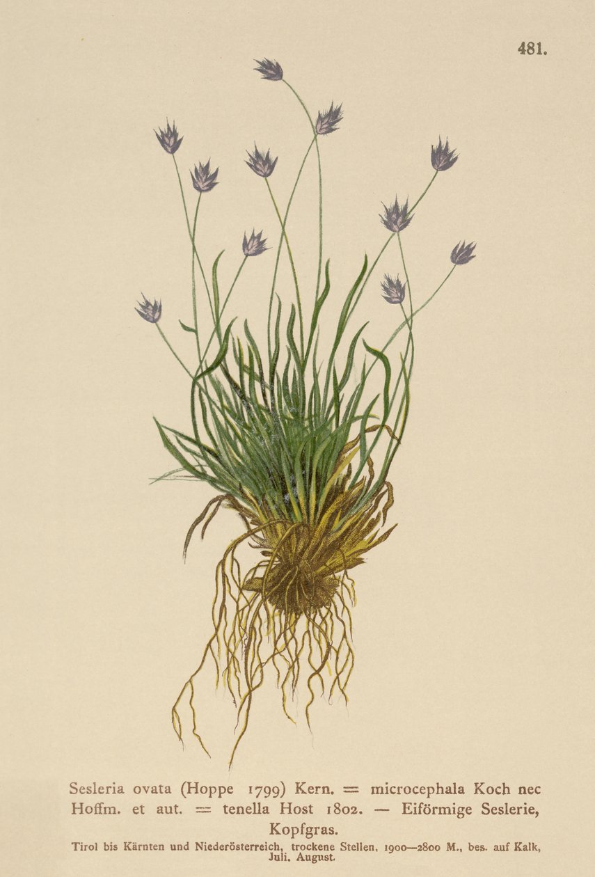 Sesleria (Sesleria ovata, Sesleria microcephala, Sesleria tenella, Psilathera ovata) av German School