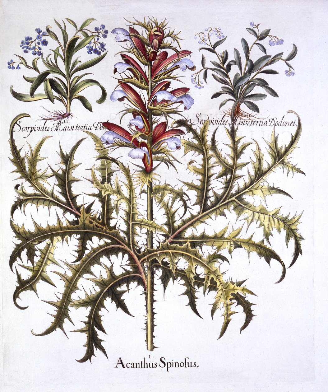 Spiny Bears Breech and Forget-Me-Nots, fra Hortus Eystettensis, av Basil Besler (1561-1629), pub. 1613 (håndfarget gravering) av German School