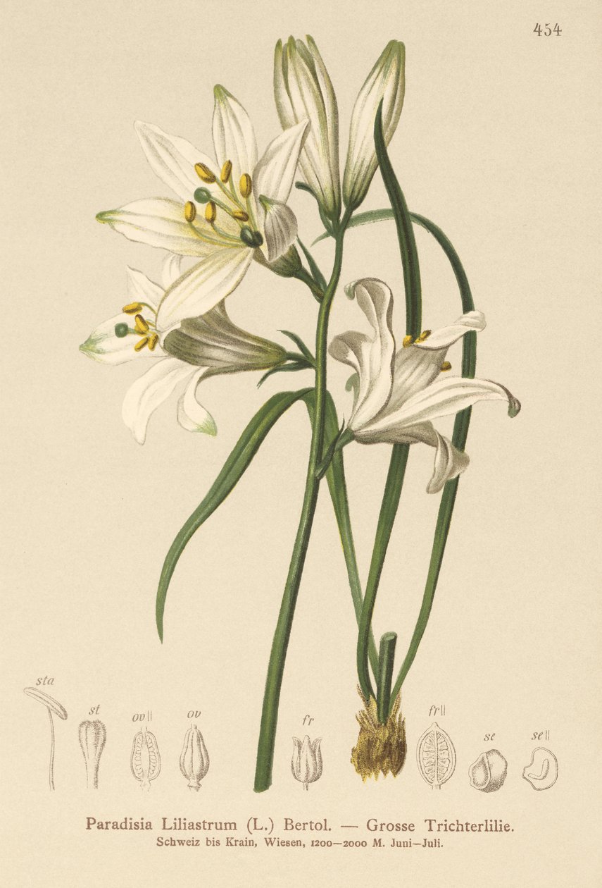 St. Brunos lilje (Paradisia Liliastrum) av German School