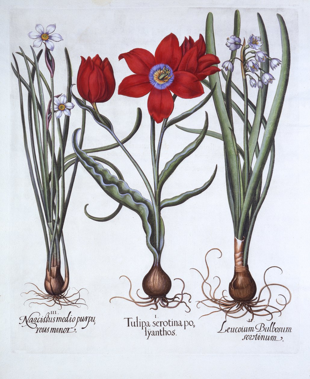 Tulip, Spring Snowflake and Narcissus, fra Hortus Eystettensis, av Basil Besler (1561-1629), pub. 1613 (håndfarget gravering) av German School