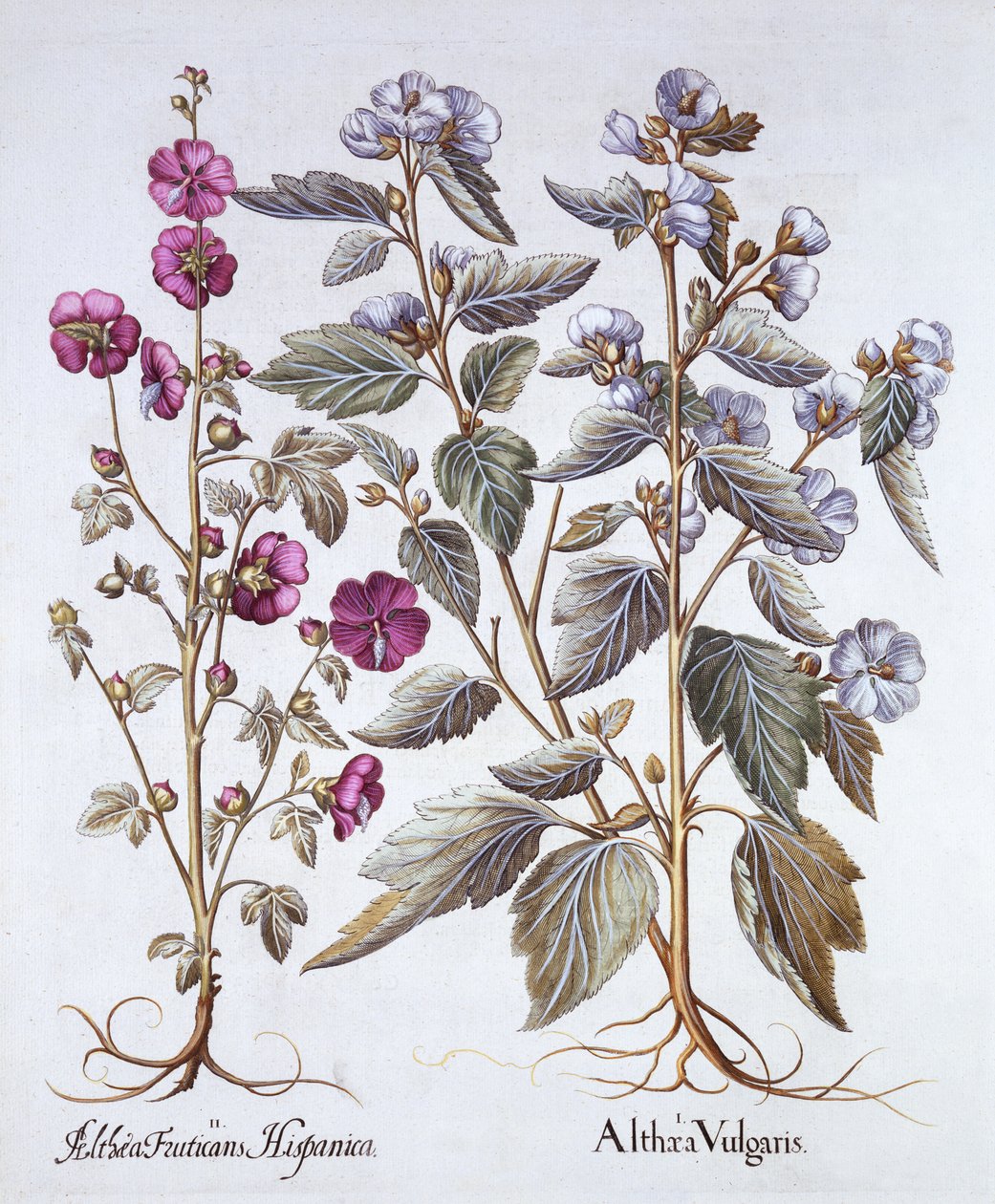 To malvavarianter, fra Hortus Eystettensis, av Basil Besler (1561-1629), pub. 1613 (håndfarget gravering) av German School