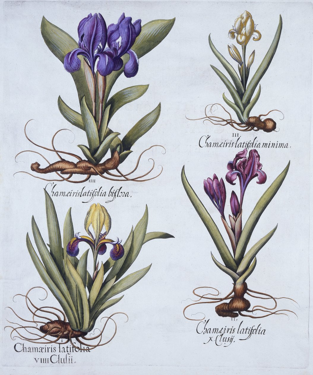 Spraglete dvergskjeggeiris, Mauve dvergskjeggeiris, kremfarget dvergskjeggeiris, blå dvergskjeggeiris, fra Hortus Eystettensis, av Basil Besler (1561-1629), pub. 1613 (håndkolorert eng av German School