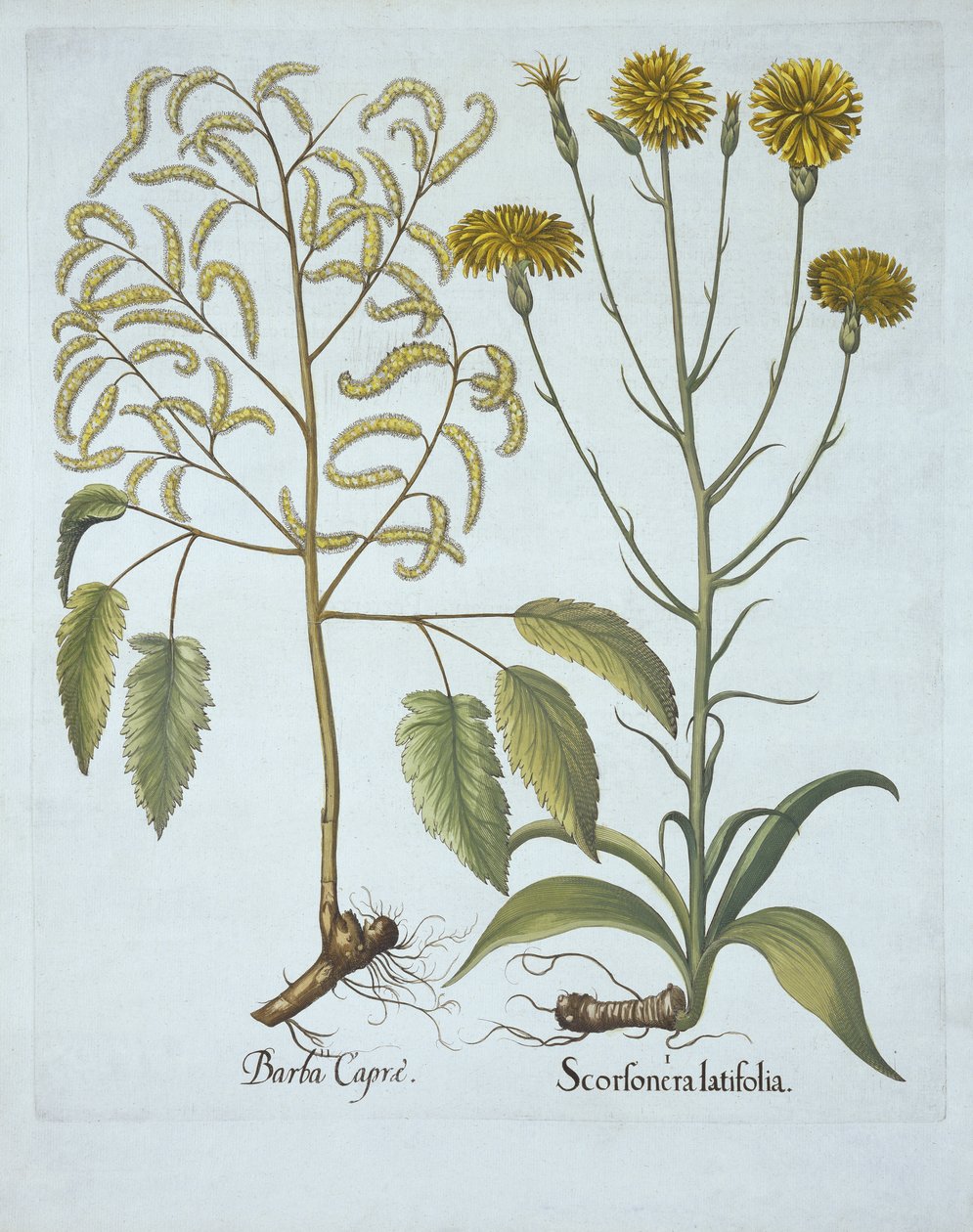 Vipers Grass and Goats Beard, fra Hortus Eystettensis, av Basil Besler (1561-1629), pub. 1613 (håndfarget gravering) av German School