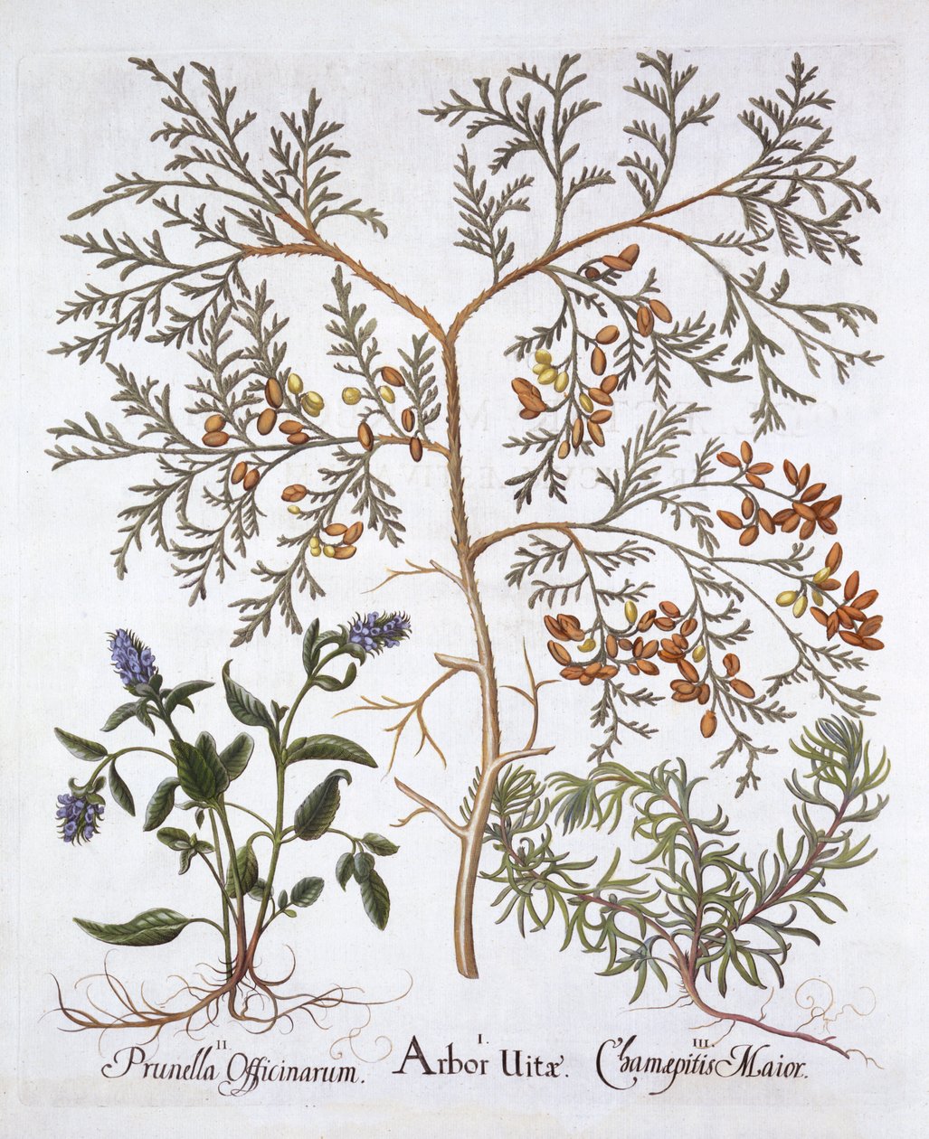 White Cedar, A Self-Heal and Yellow Bugle, fra Hortus Eystettensis, av Basil Besler (1561-1629), pub. 1613 (håndfarget gravering) av German School