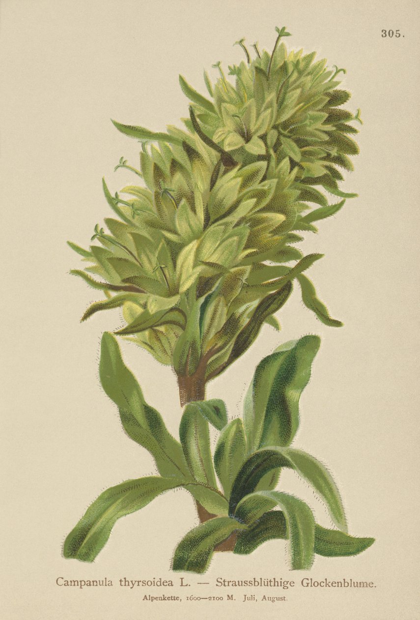 Gul klokkeblomst (Campanula thyrsoidea, Campanula thyrsoides, Campanula macrorhiza) av German School