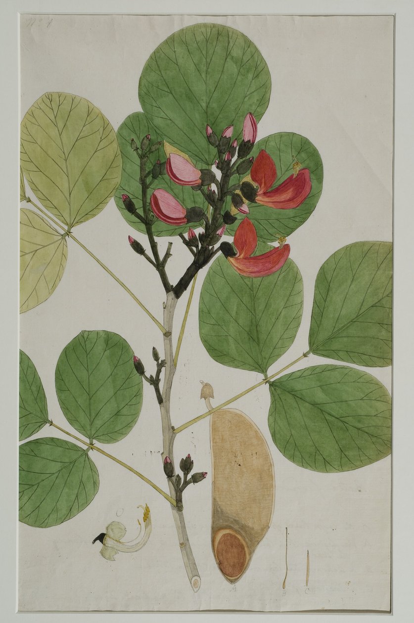 Butea monosperma (Lam.), også kalt Flame of the Forest, 1787 (wc på papir) av Indian School