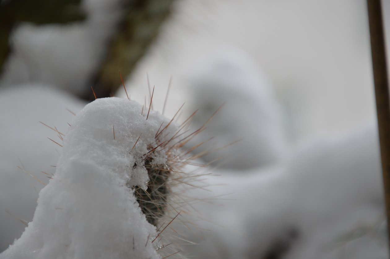 Kaktus om vinteren av Detlef Georgi