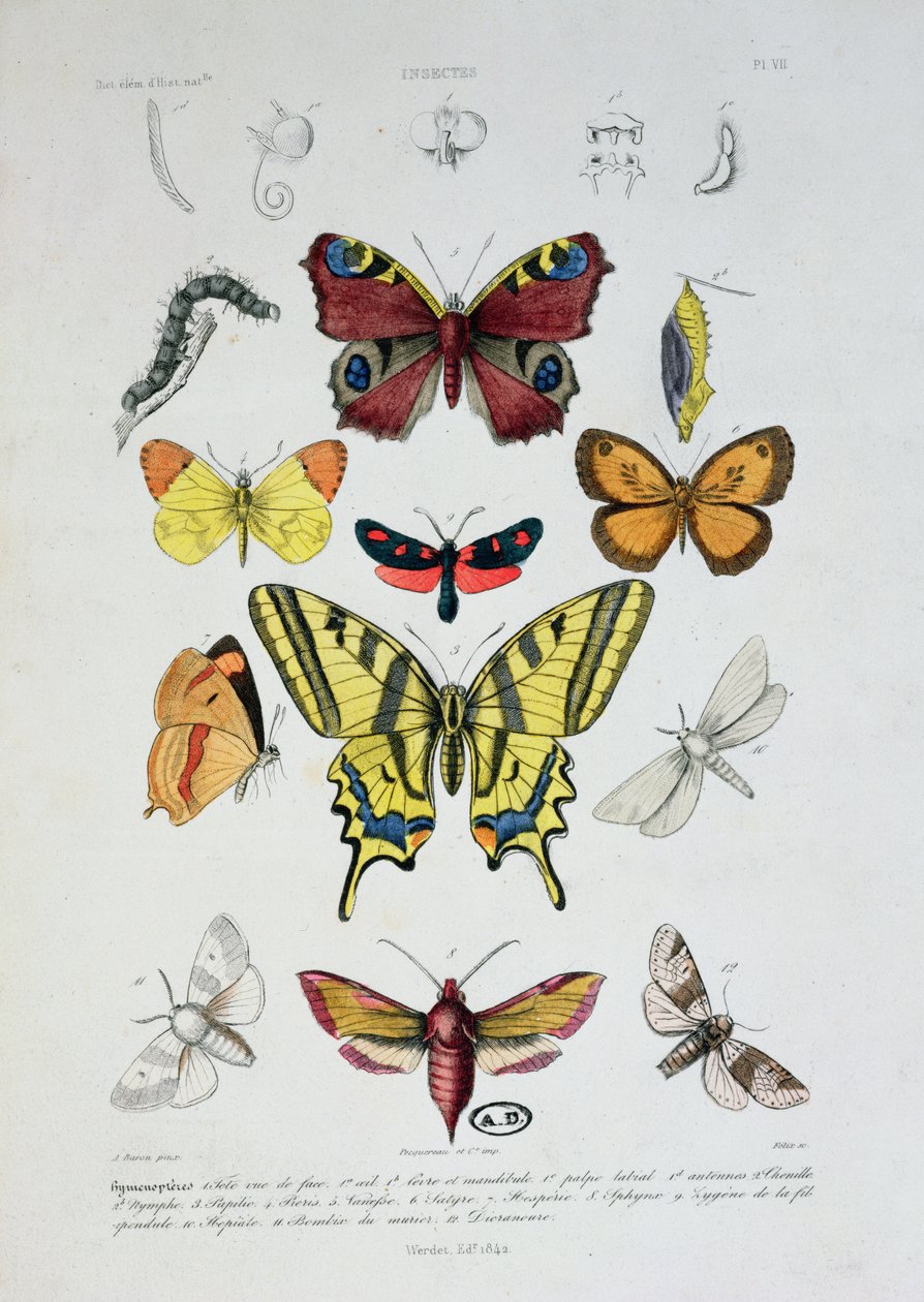 Ulike sommerfugler, fra Dictionnaire Elementaire dHistoire Naturelle, gravert av Felix, 1842 av A. Baron