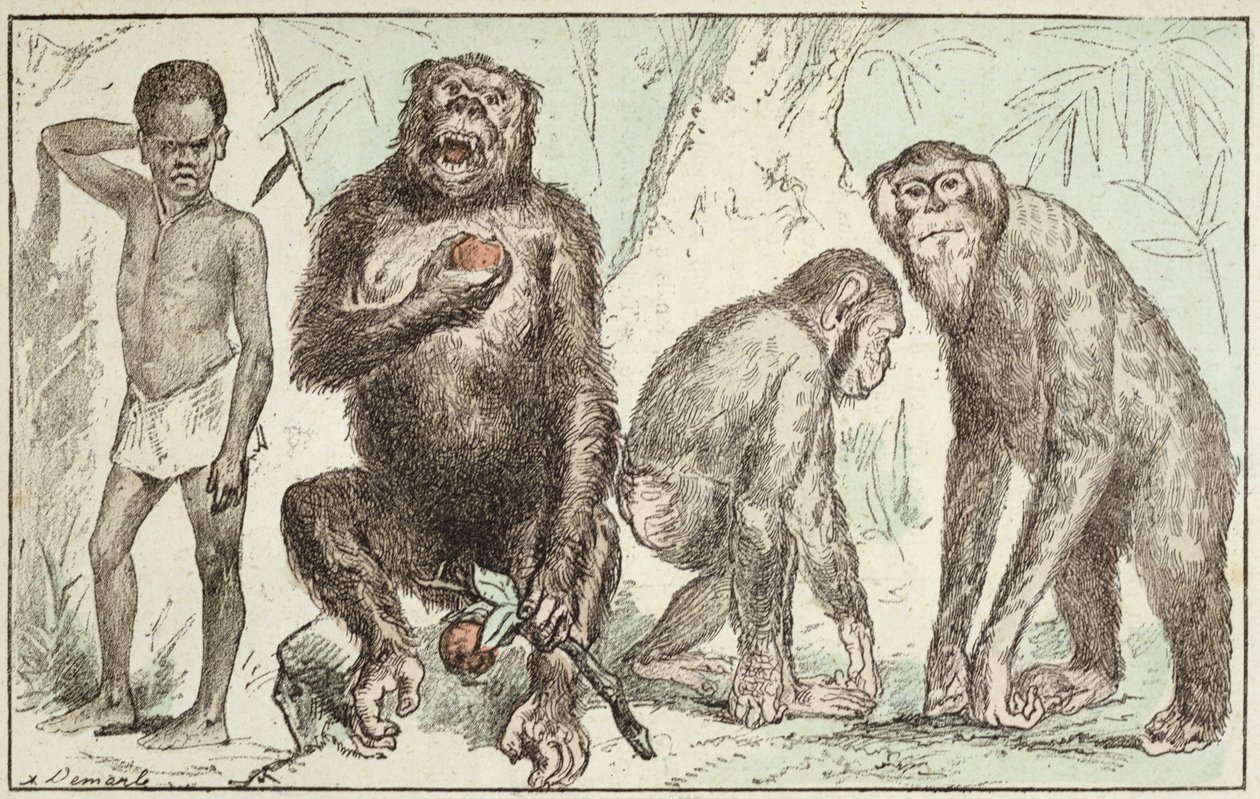 Evolusjon av mennesket fra pattedyr, fra 
